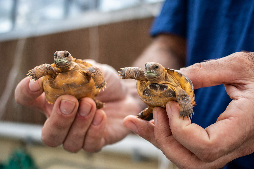 Hands holding tortoises