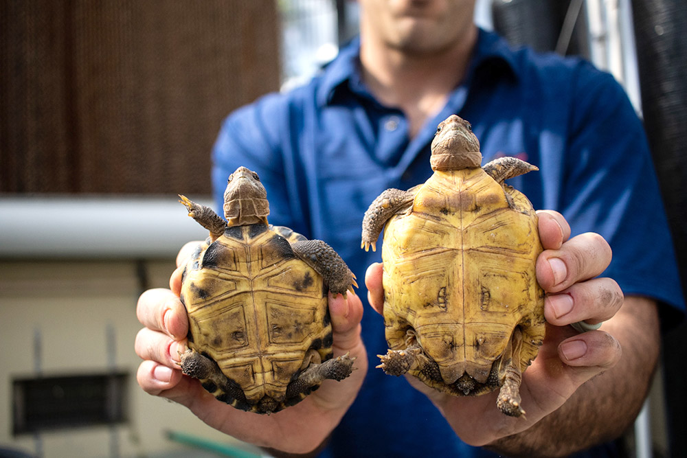 Professor holding tortoises up so undersides are visible