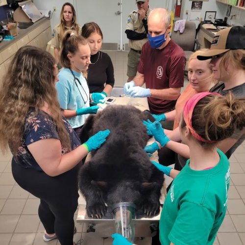 Students and researcher stand around table with black bear cub