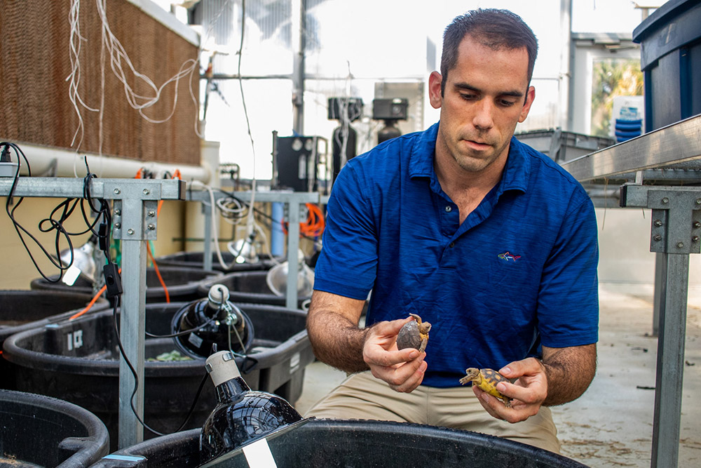 Professor Goessling leaning over tub to hold tortoises