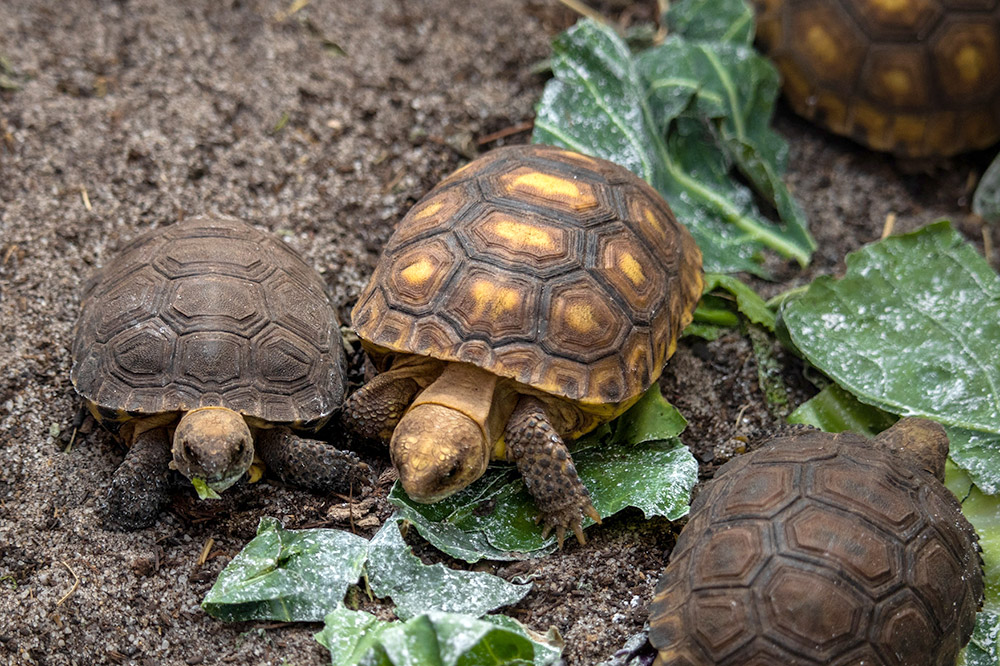 Baby tortoises eating lettuce