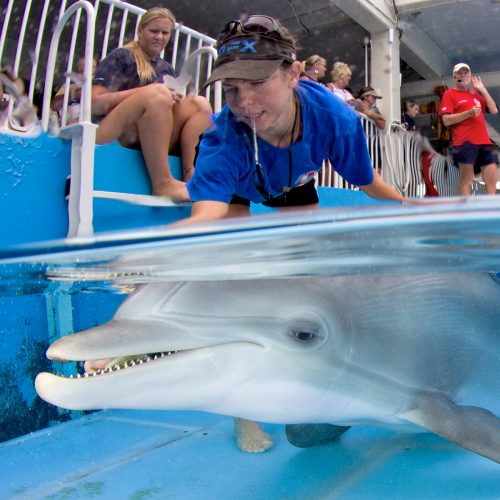 Dolphin trainer with whistle leaning over dolphin in shallow pool