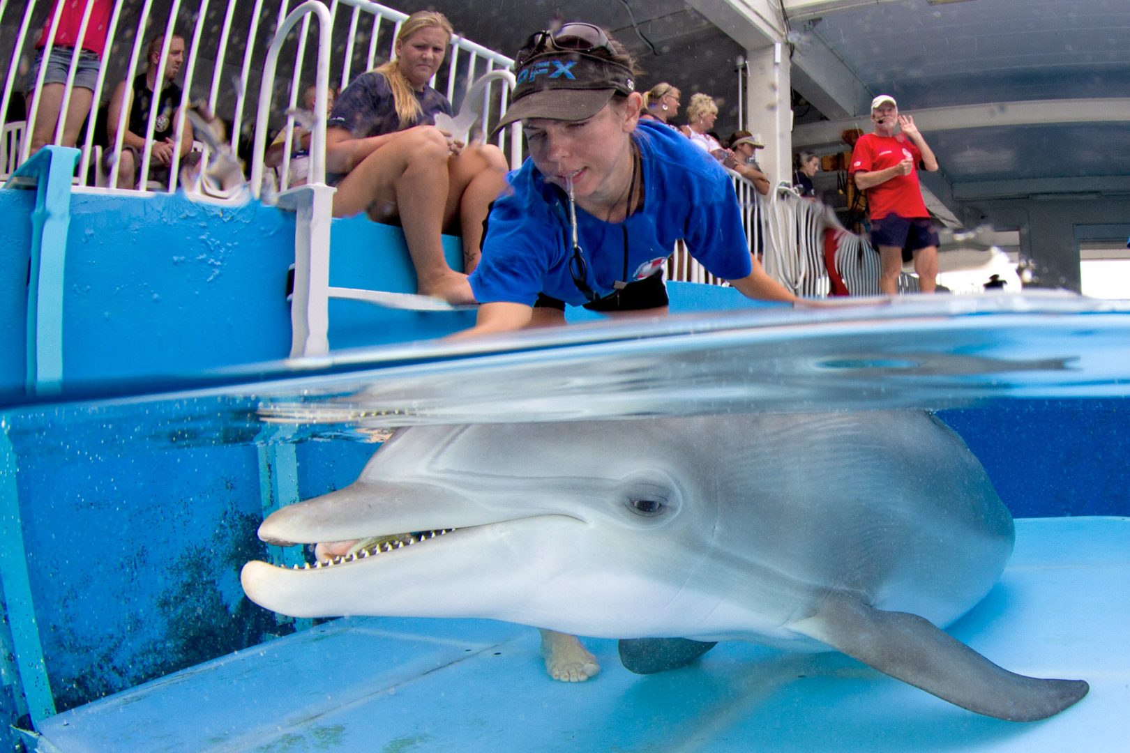 Eckerd alumna, rescue manager shares her memories of Winter the dolphin