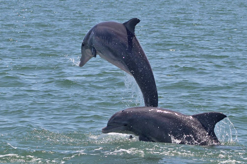 Dolphins breaching - Photo above taken under the authority of NMFS LOC No. 15512