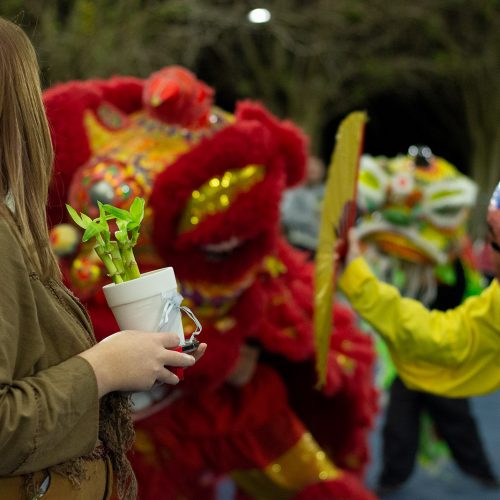 Student holding lucky bamboo watches a parade dragon