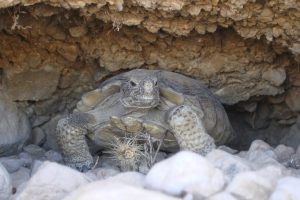 Tortoise peeking out from crevice