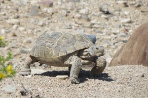 Tortoise walking with legs outstretched
