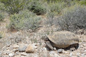 Tortoise walking in desert
