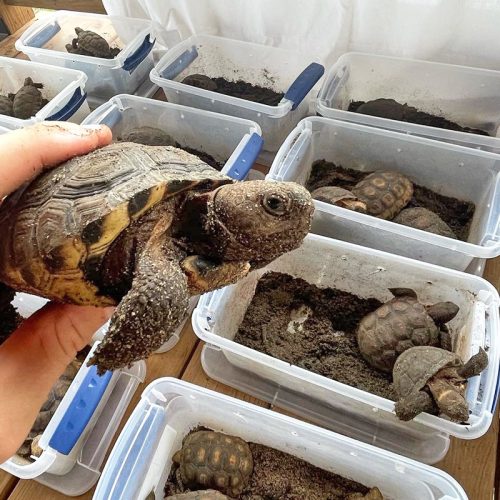 Hand holding gopher tortoise