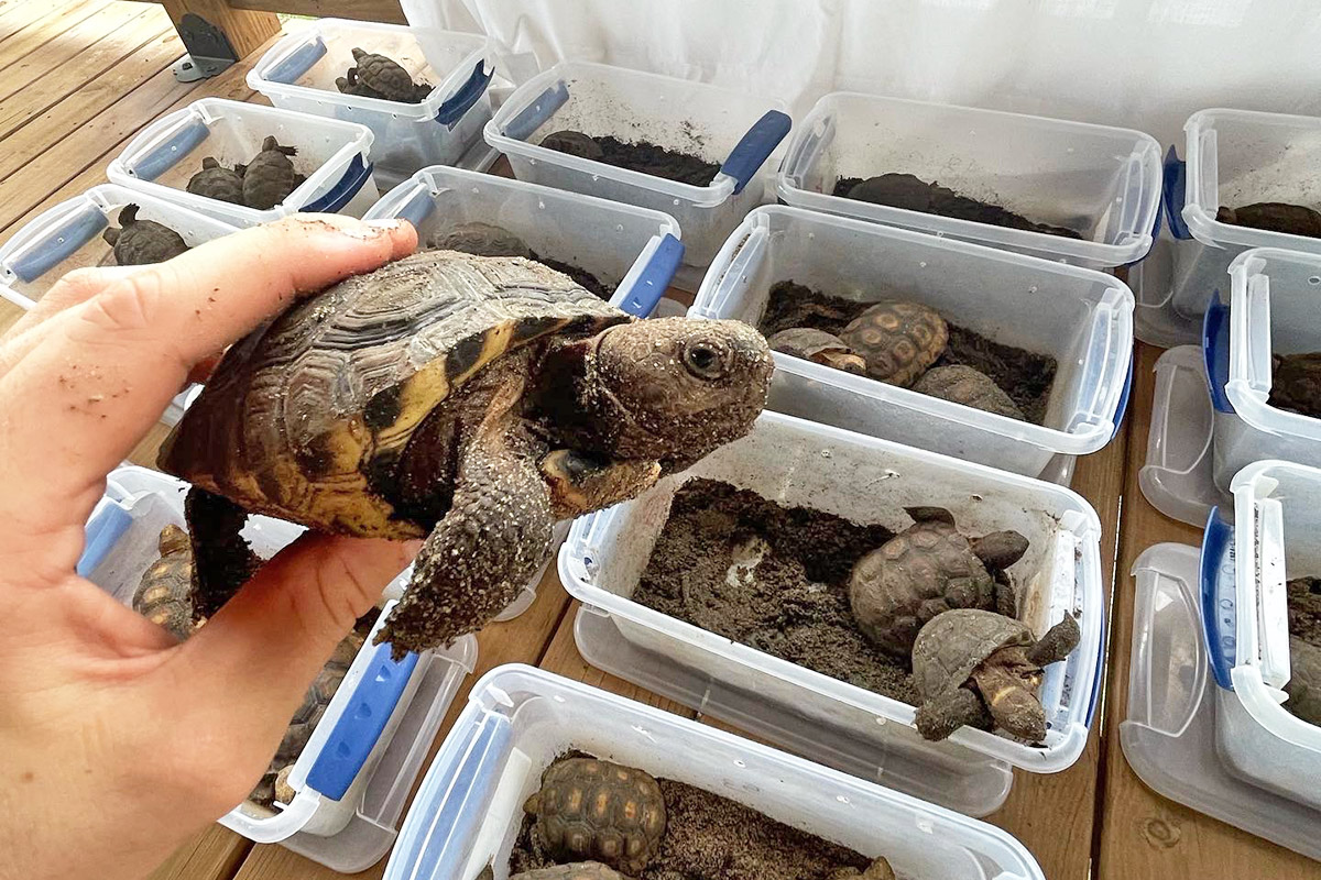 Baby Gopher Tortoises Raised At Eckerd College Released In Alabama baby-gopher-tortoises-raised-at-eckerd-college-released-in-alabama