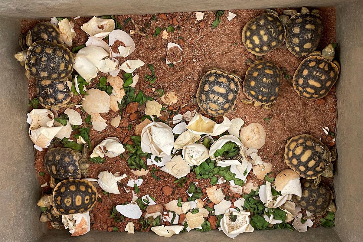 Gopher tortoises in a large box with food scraps