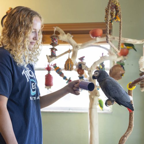 Student holds object up to parrot on perch