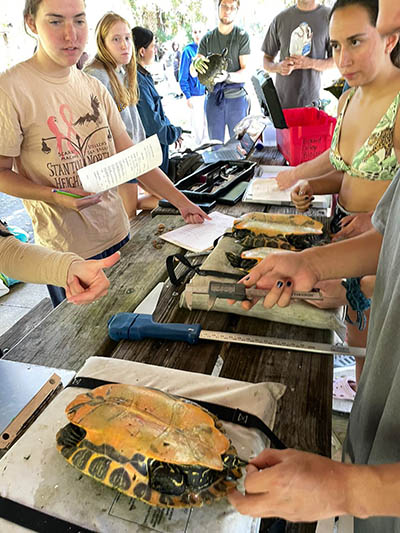 Students around table measuring turtles