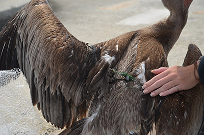 The back of a bird showing an entangled line buried into its back