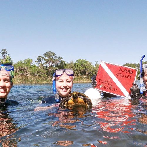 Three students wearing snorkeling gear and holding a turtle next to a dive flag in the river