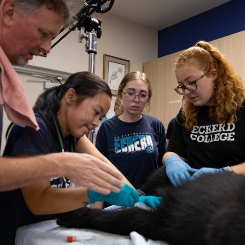 Professor and students work with a bear on a lab table