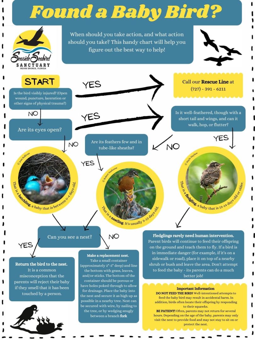 Infographic showing what to do when a baby bird is found outside its nest