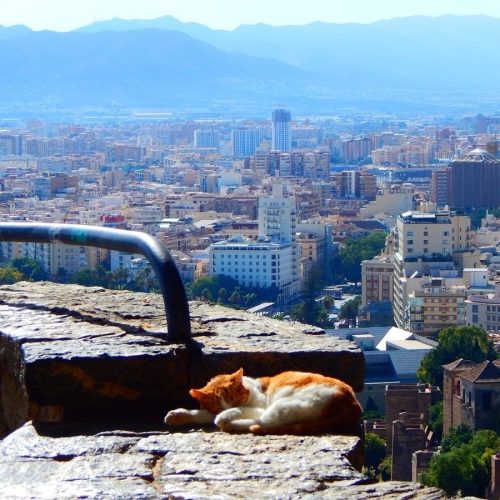 Cat sleeps on a wall overlooking a city