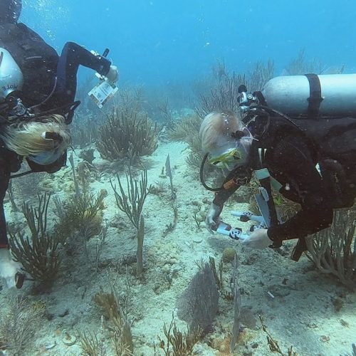 Two divers inspecting corals