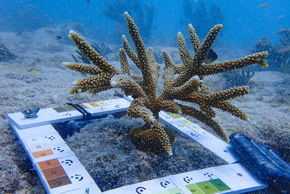 A staghorn coral surrounded by a measurement square