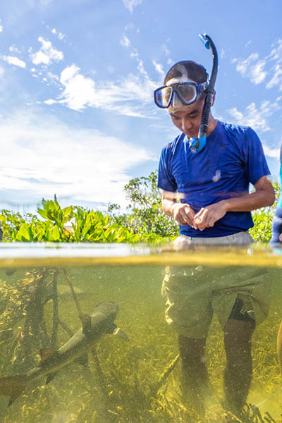 Student in water with small shark swimming by his legs