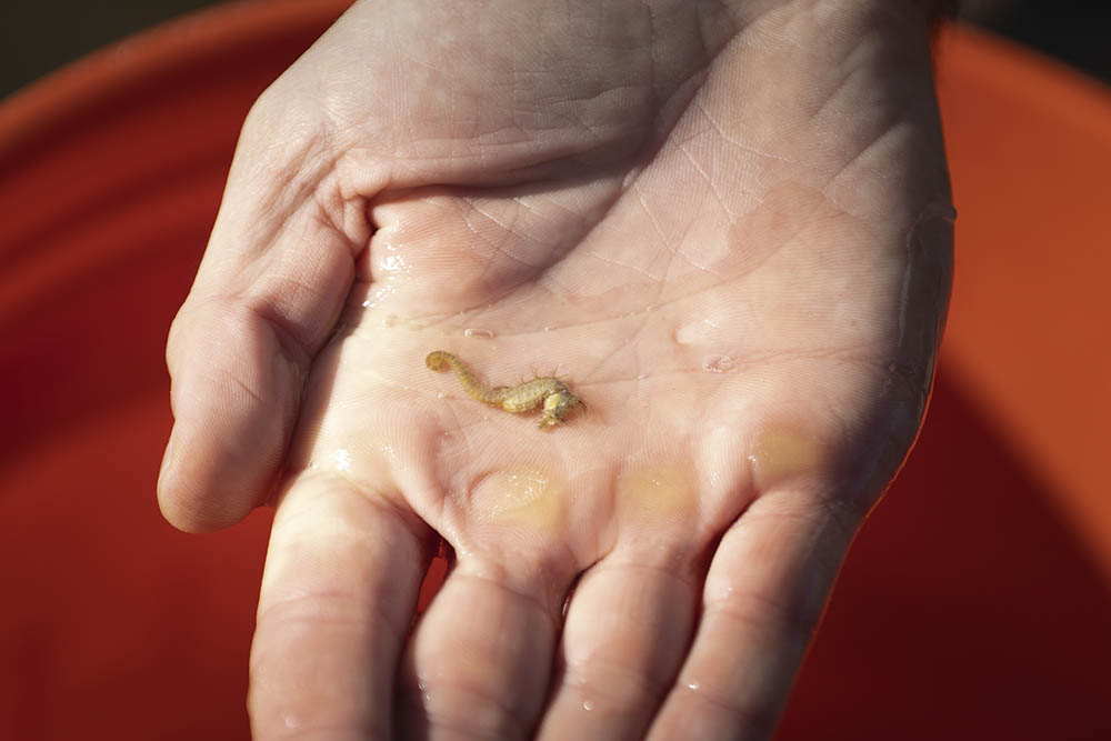 Hand holding a small seahorse