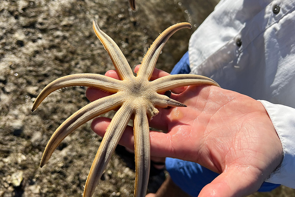 Hand holding large seastar