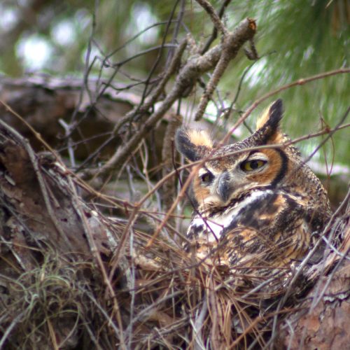 A female great-horned owl sits in a nest within the crook of a huge pine tree