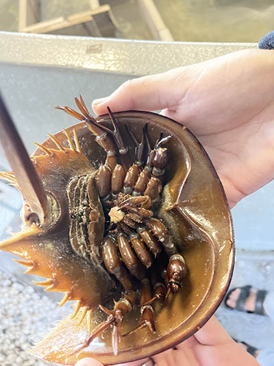 Hands holding horseshoe crab to show underside