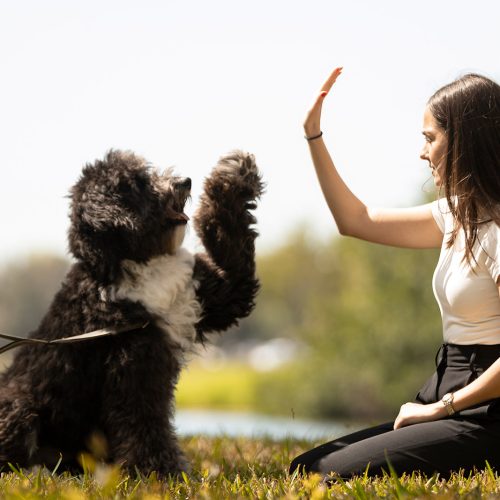 Woman with hand raised as dog raises its paw in response
