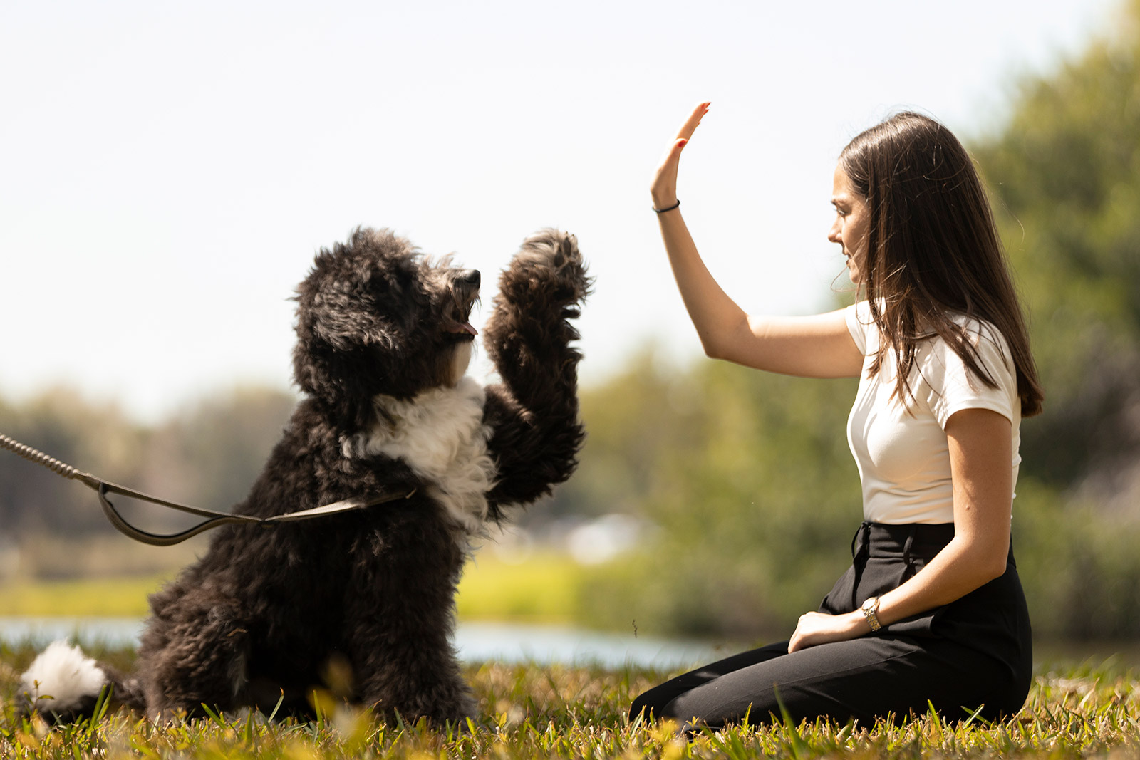 Are dogs creative? Research by an Eckerd College professor, alumnae and an animal  trainer shows they are - News | Eckerd College
