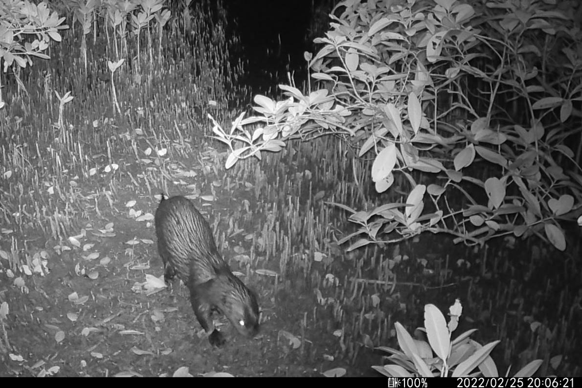 Otter walking through mangroves at night