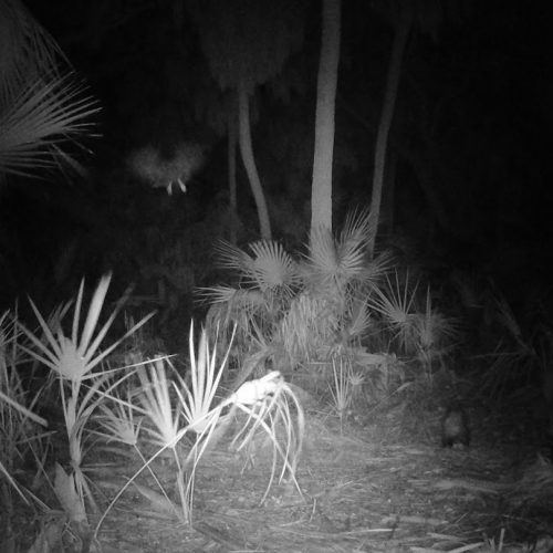 Owl flying away while opossum walks through mangroves