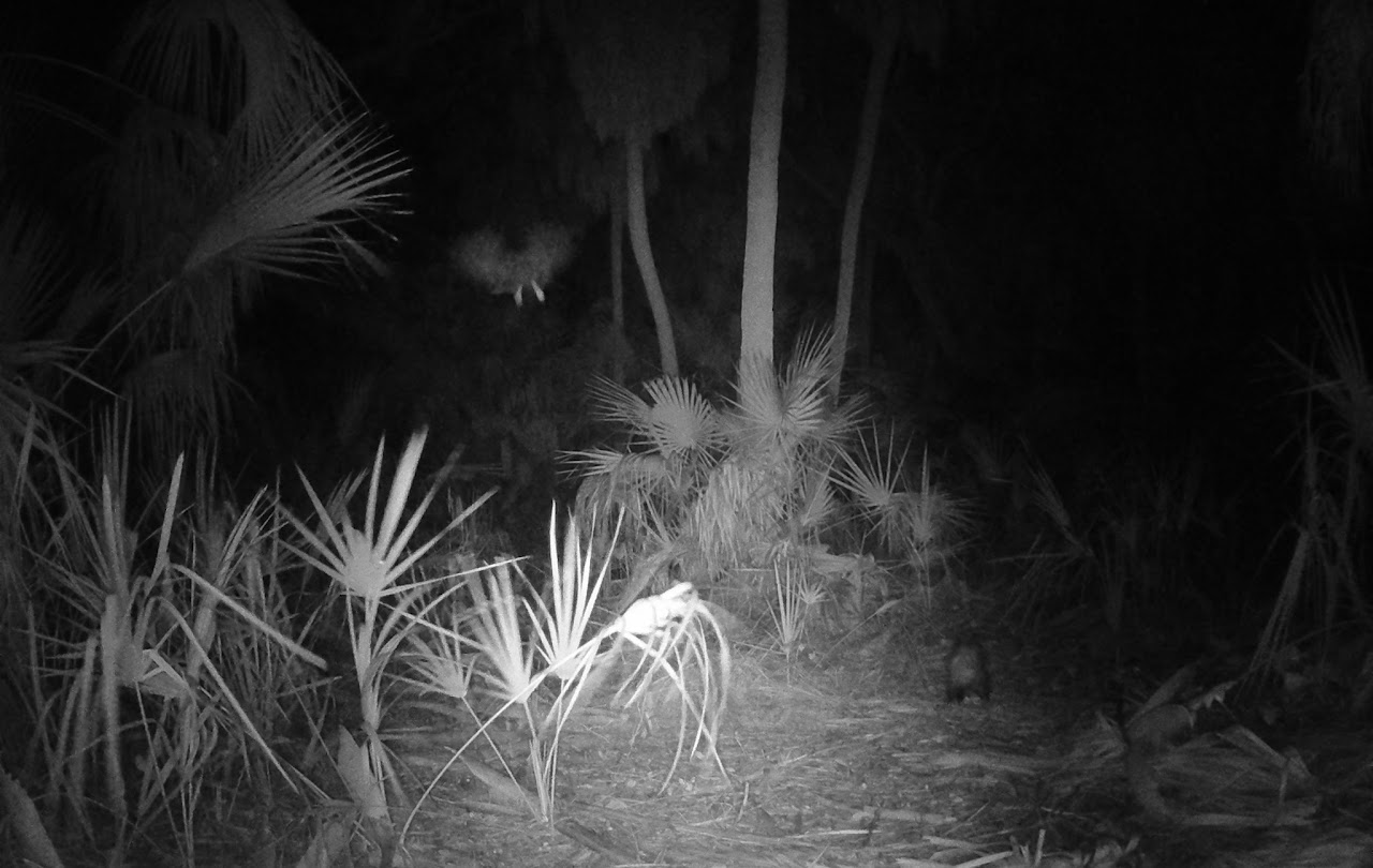 Owl flying away while opossum walks through mangroves