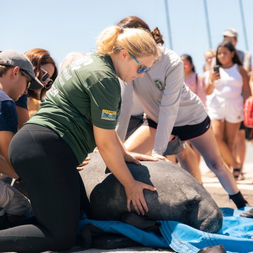 Miranda Cottrell ’20 holds Coventry with volunteers at the Eckerd College Waterfront.