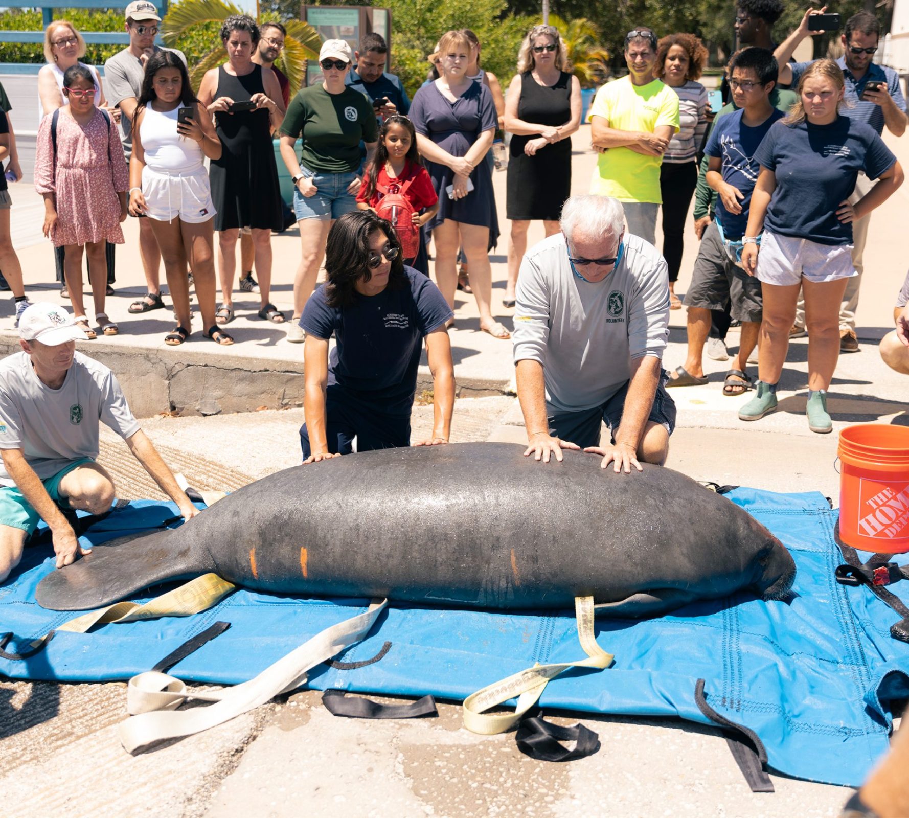 Three volunteers steady Coventry the manatee on a blue tarp in preparation for releasing it in Frenchmen's Creek a few feet away.