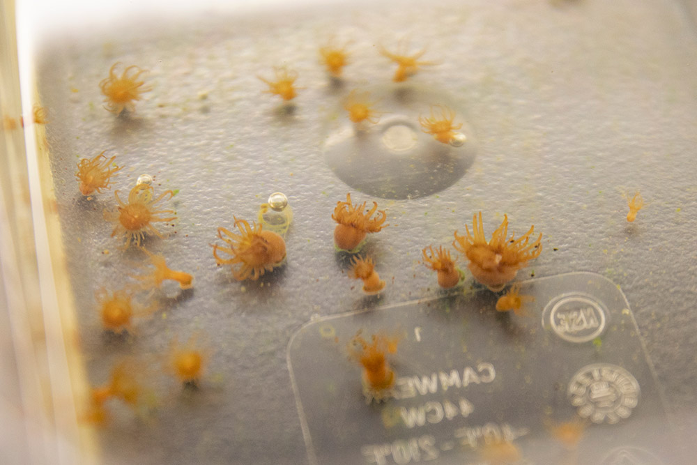 Small coral polyps in a container