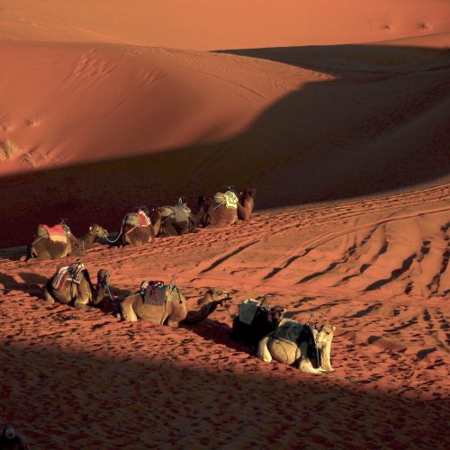 Camels lined up on the desert