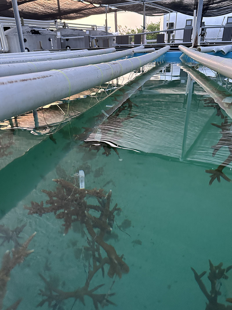 Coral suspended in water inside a tank