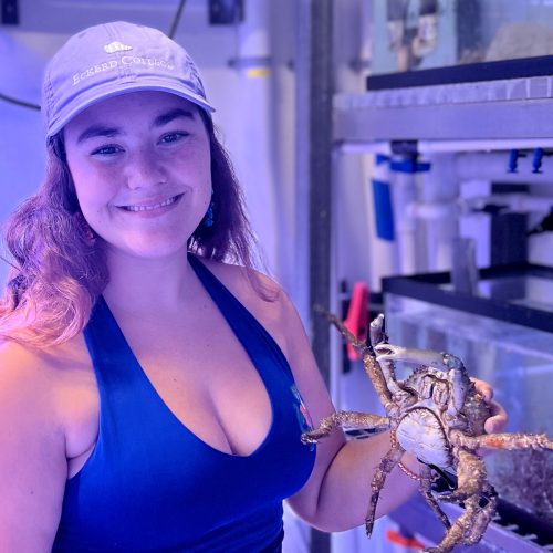 Student wearing Eckerd College hat while holding a crab in front of a tank under blue lighting