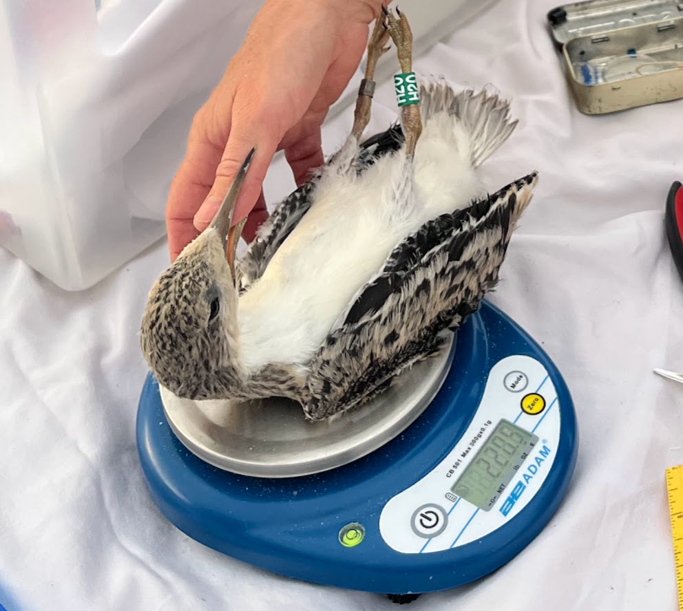 Small bird being weighed on small scale