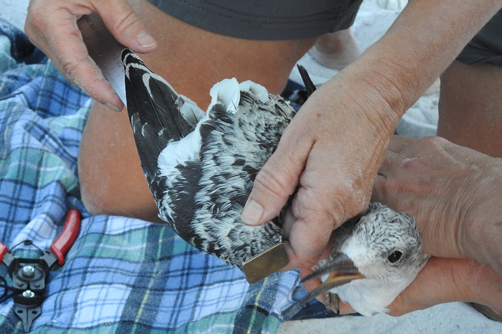 Bird being held by hands while wing length is measured