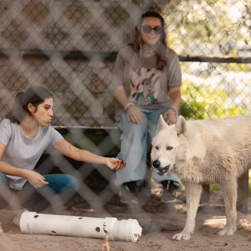Two students interact with a white wolf behind a fence