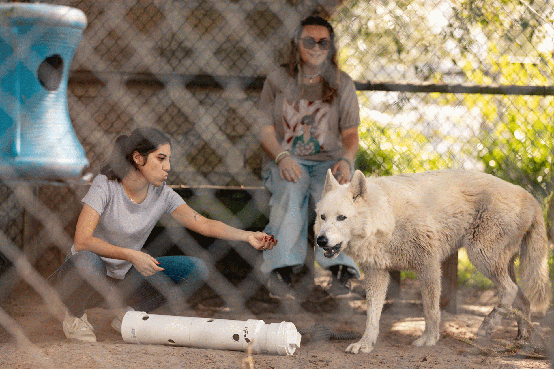 Two students interact with a white wolf behind a fence