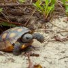 Gopher tortoise emerges from burrow