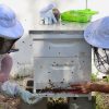 Two students in bee protective gear inspect a box covered in crawling honeybees