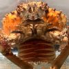 Close-up up king crab in aquarium