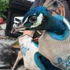 Close-up of a peacock being held by gloved hands