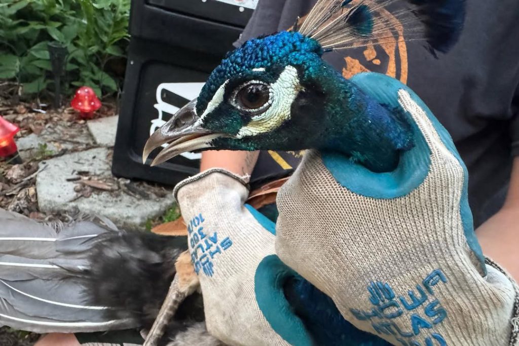 Close-up of a peacock being held by gloved hands