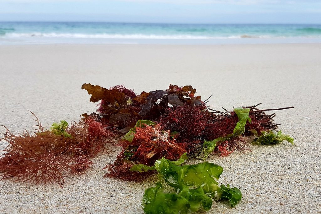 Seaweed washed up on a beach